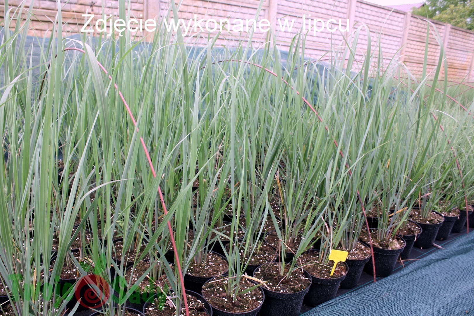 Trawa ozdobna proso CLOUD NINE