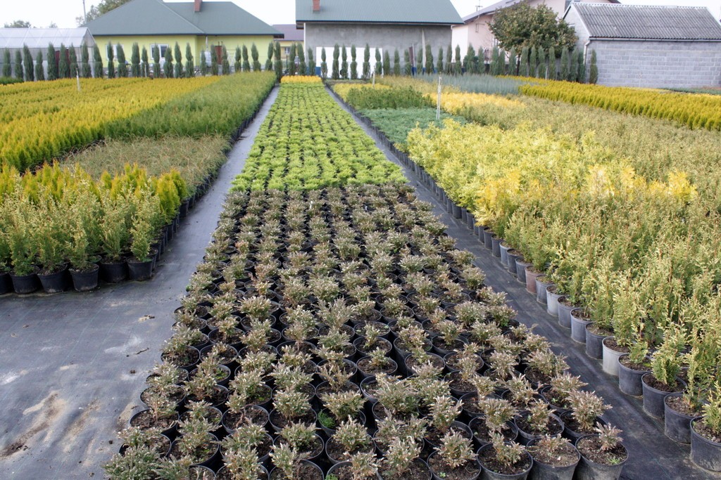 Świerk biały CONICA SPORT