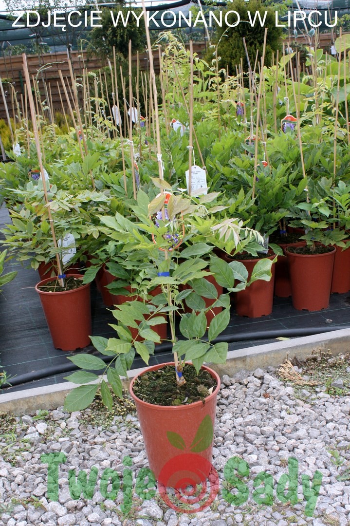 Wisteria FIOLETOWA szczepiona