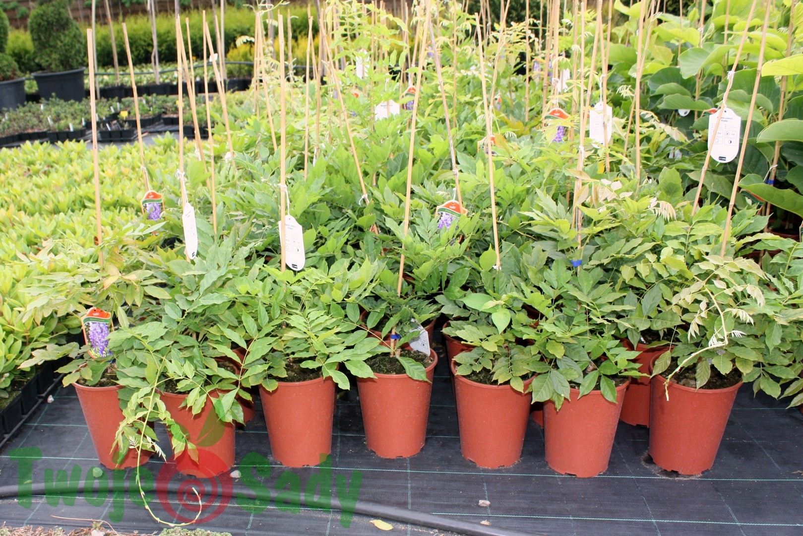 Wisteria FIOLETOWA szczepiona