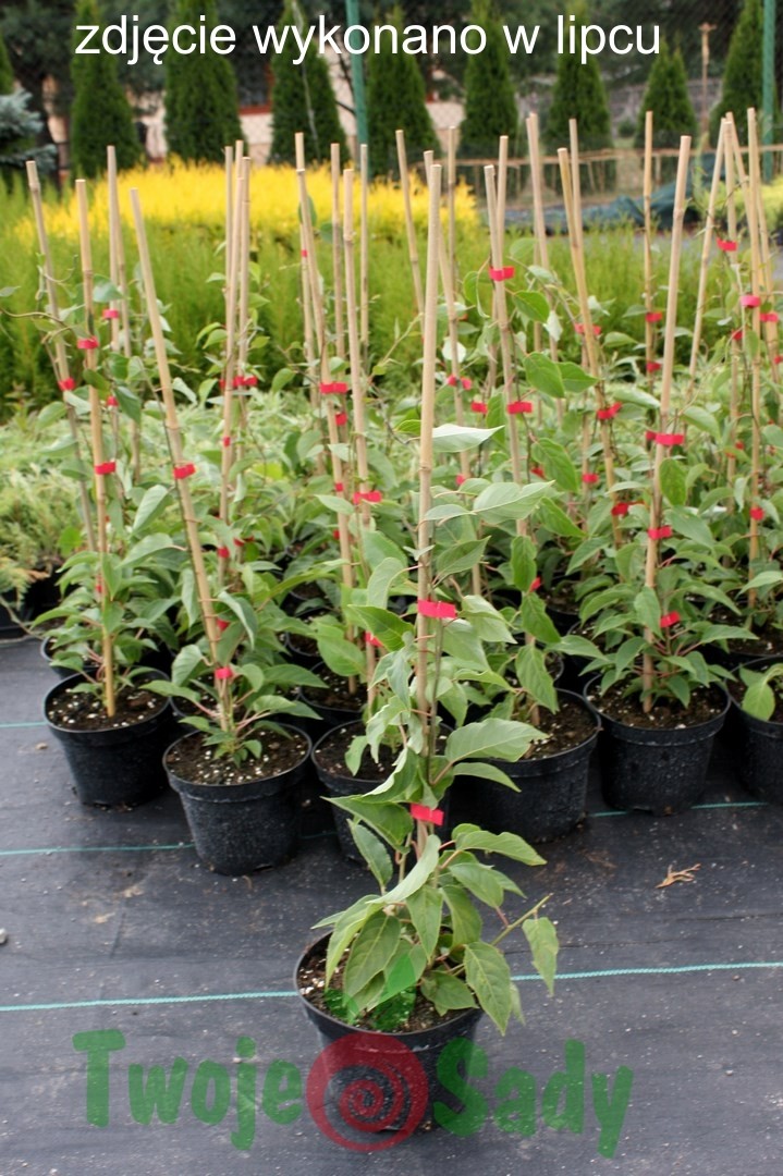 Jeżyna bezkolcowa ARAPAHO