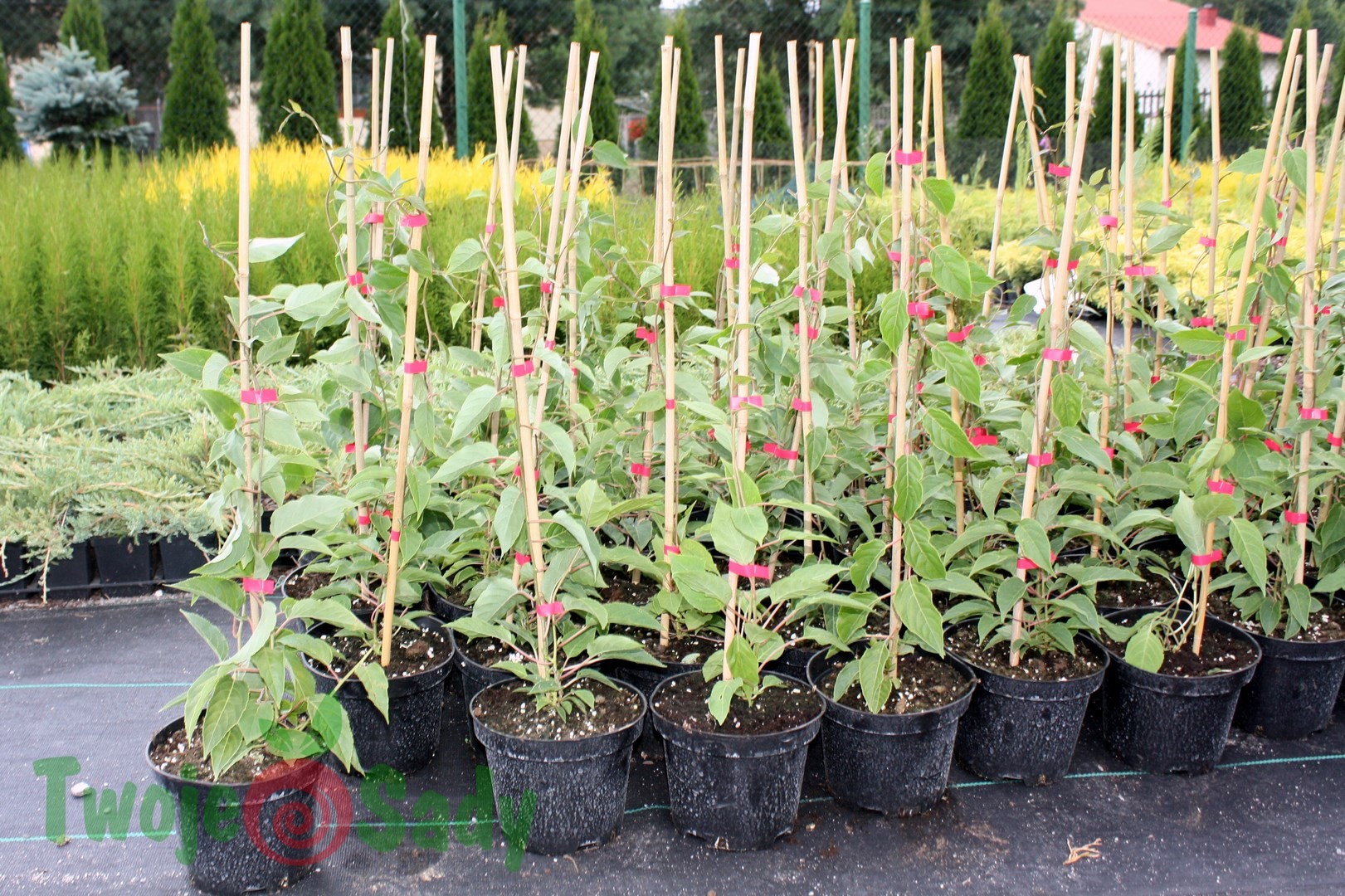 Jeżyna bezkolcowa ARAPAHO