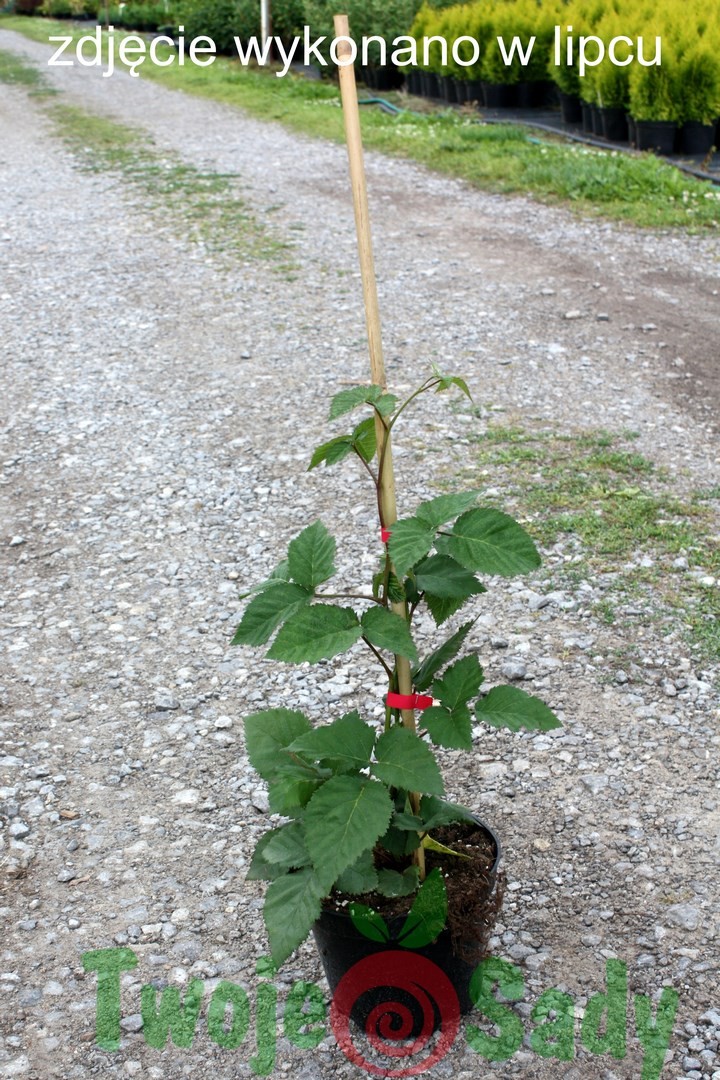 Jeżyna bezkolcowa ARAPAHO