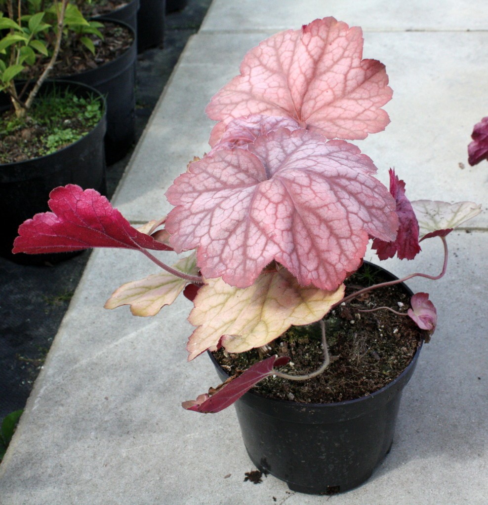 Żurawka GEORGIA PEACH