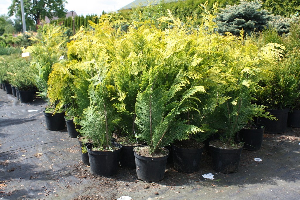 Cyprysik Lawsona IVONNE