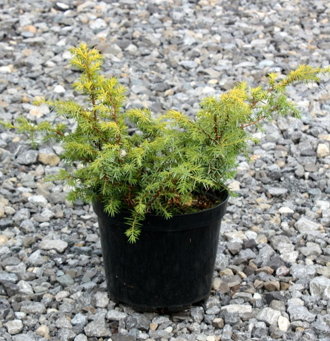 Jałowiec pospolity DEPRESSA AUREA