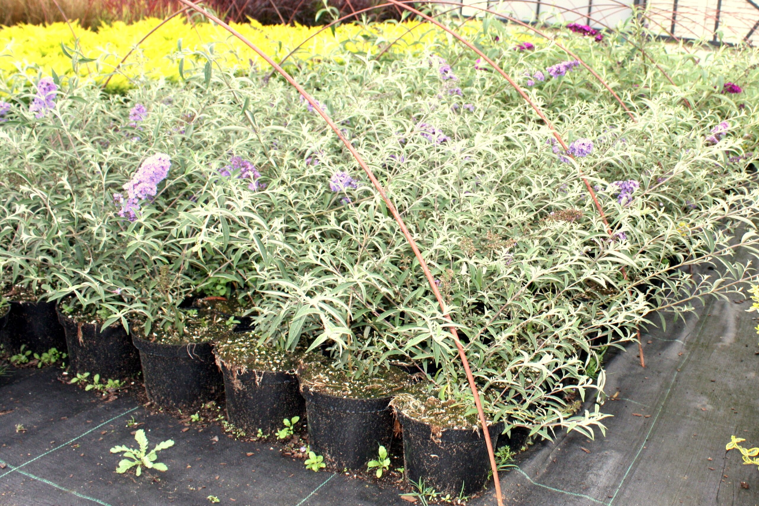 Budleja Dawida ROYAL RED