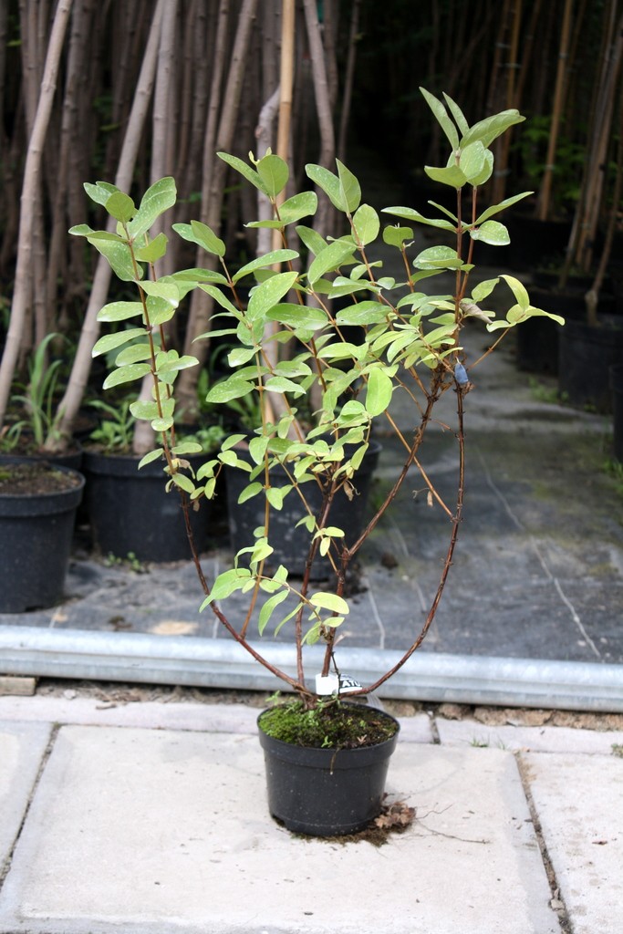 Jagoda kamczacka DUET