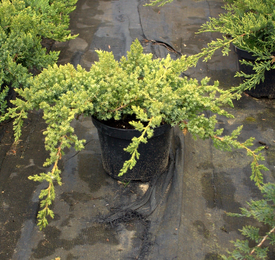 Jałowiec rozesłany NANA