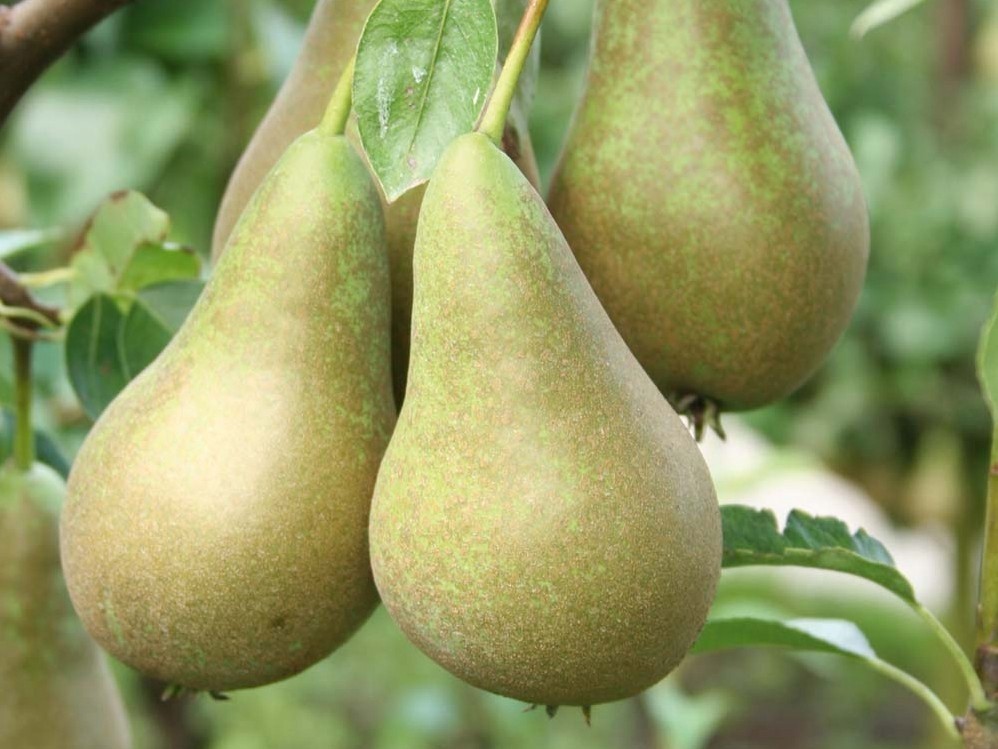 Grusza RED FAWORYTKA i Grusza KONFERENCJA DUO