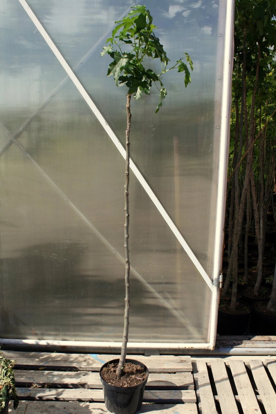 AMBROWIEC AMERYKAŃSKI GUM BALL