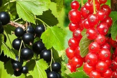 Porzeczka CZARNA I CZERWONA 2w1 DUO NA PNIU