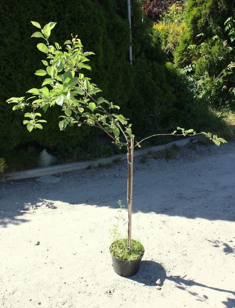 Jabłoń PROFESSOR SPRENGER