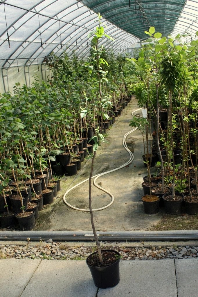 NIESZPUŁKA zwyczajna