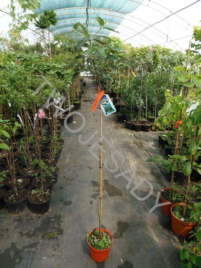 Kalina KORALOWA na pniu 150cm doniczka - 3