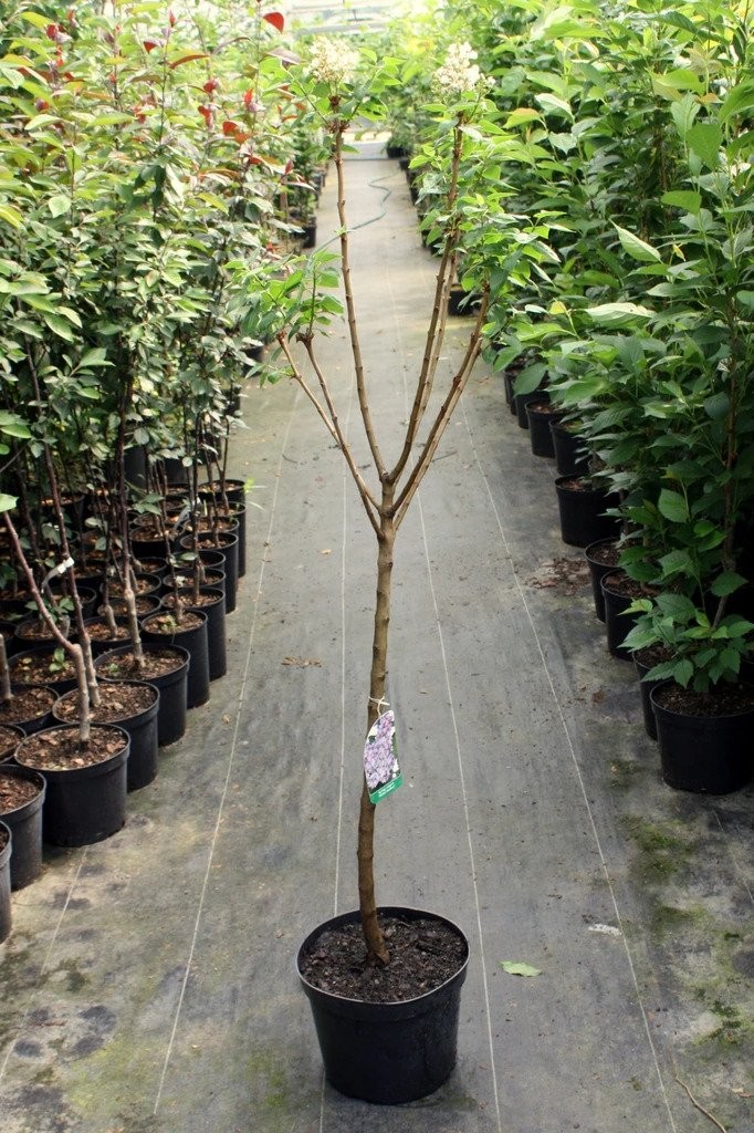 Lilak bez MICHEL BUCHNER szczepiony /W DONICZCE