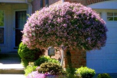 Lilak bez MICHEL BUCHNER szczepiony /W DONICZCE