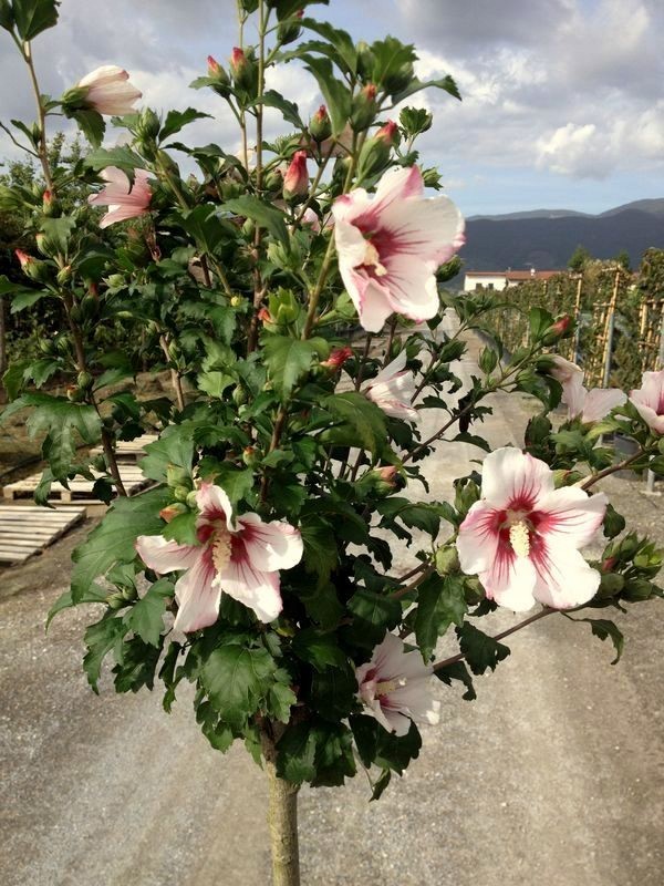 HIBISKUS HAMABO na PNIU
