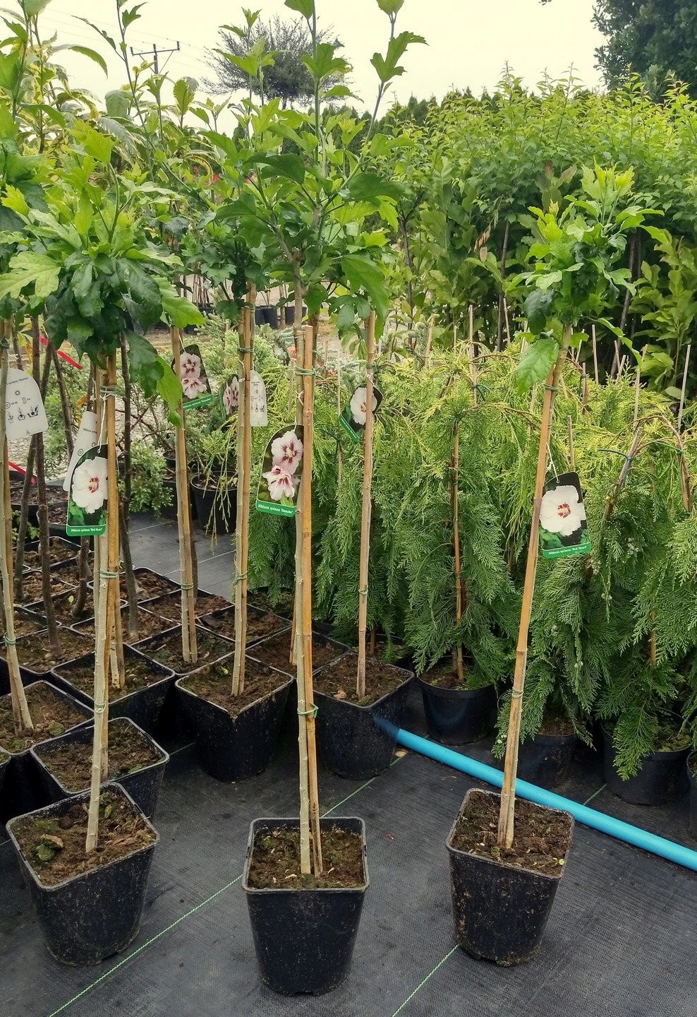 HIBISKUS HAMABO na PNIU