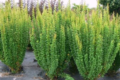 Berberys THUNBERGA ERECTA