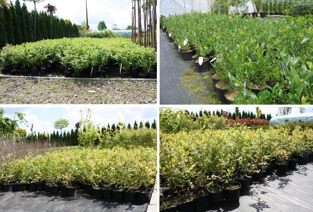 BORÓWKA AMERYKAŃSKA GOLDTRAUBE 4-letnia