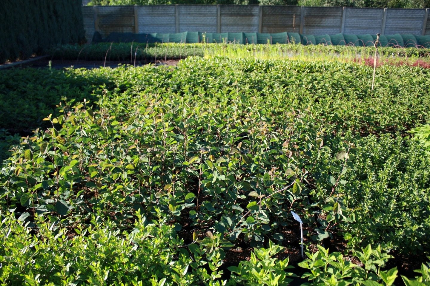 Świdośliwa olcholistna SMOKY