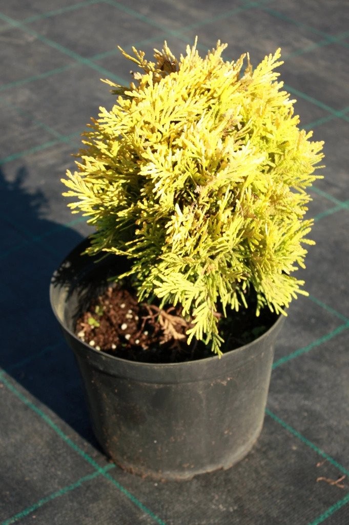 Tuja thuja złota DAWID
