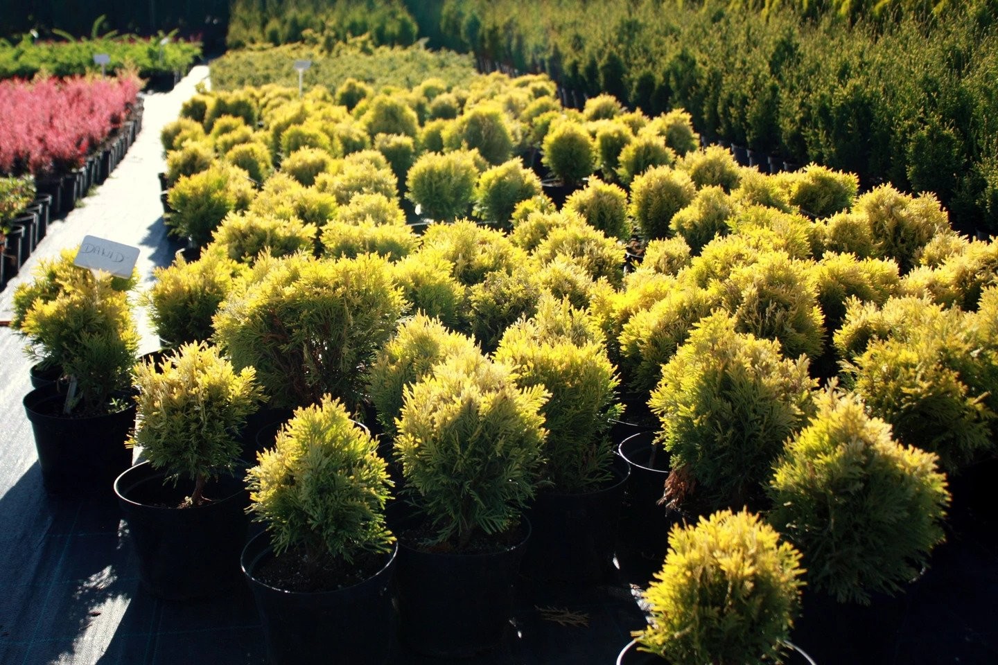 Tuja thuja złota DAWID