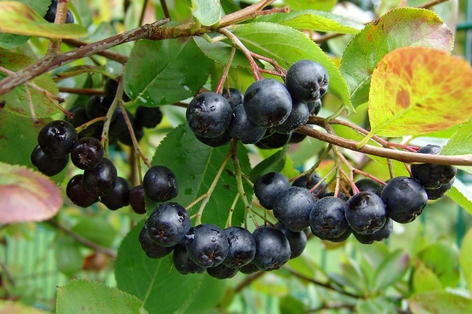 ARONIA CZARNA NA PNIU - 6
