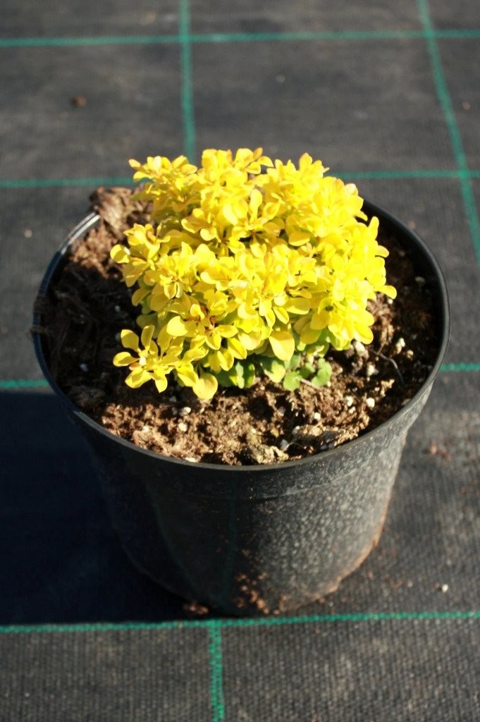 Berberys GOLDEN ZWERG
