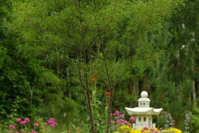 Kruszyna pospolita ASPLENIFOLIA