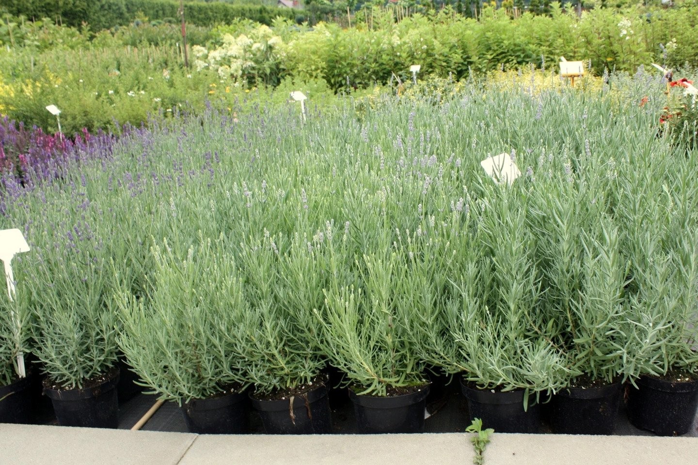 Lawenda wąskolistna MUNSTEAD