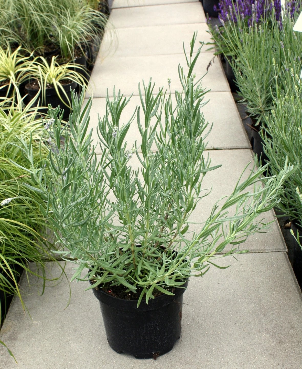 Lawenda wąskolistna MUNSTEAD