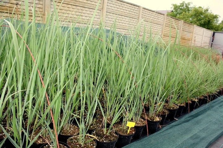 Trawa ozdobna PROSO SQUAW