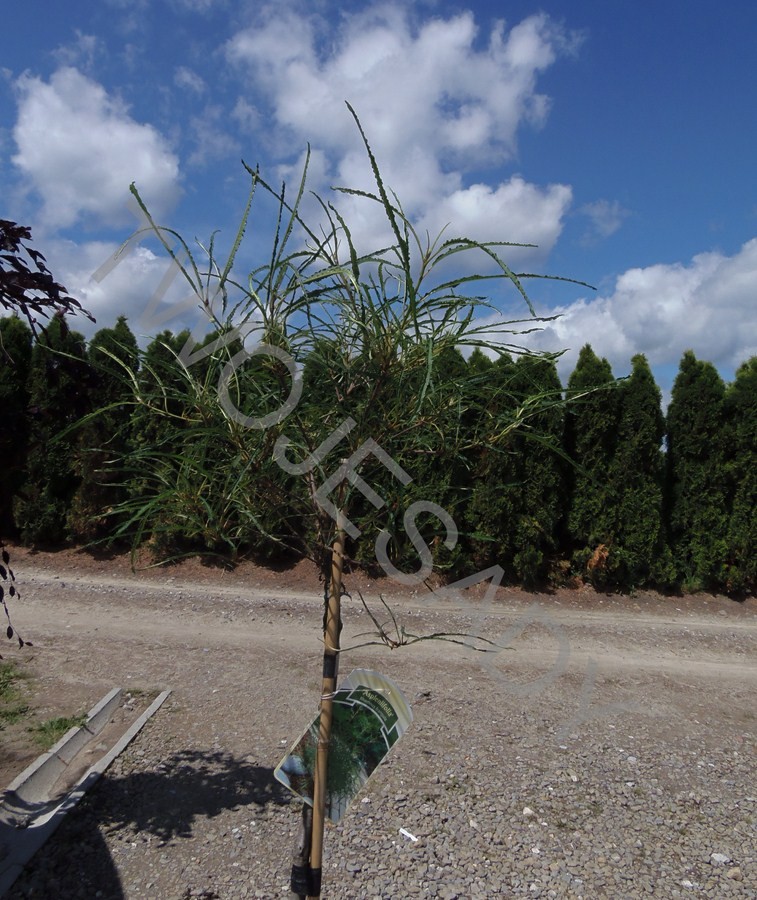 Kruszyna pospolita ASPLENIFOLIA - 7