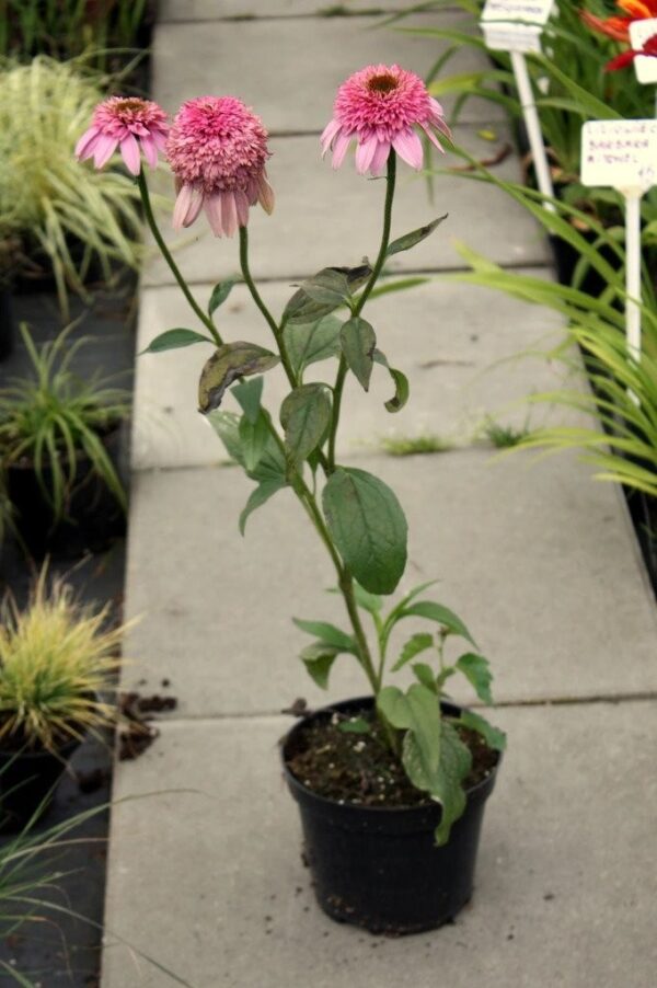 Echinacea jeżówka MINI BELLE