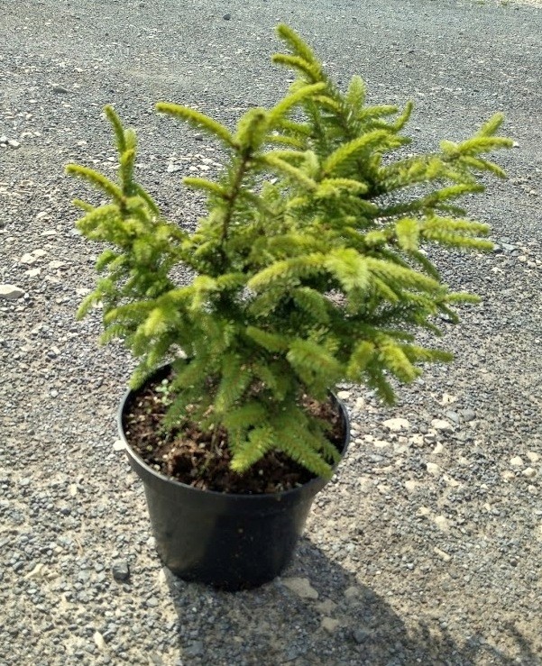 Świerk kulisty NIDIFORMIS 30cm