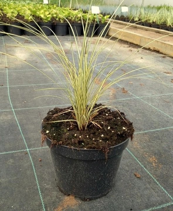 Trawa ozdobna turzyrzyca ciemna JANNEKE