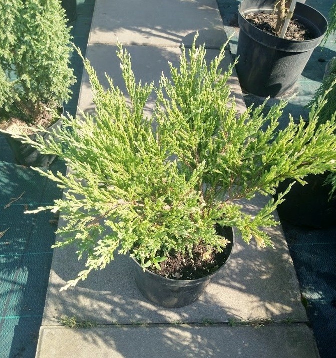 Jałowiec ANDORRA COMPACTA VARIEGATA