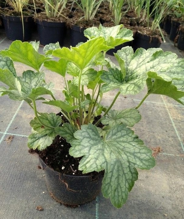 OBSERWUJ Żurawka REX PEPERMINT