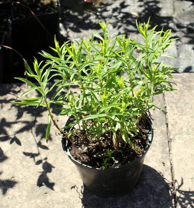 Krwawnik kichawiec DOUBLE DIAMOND