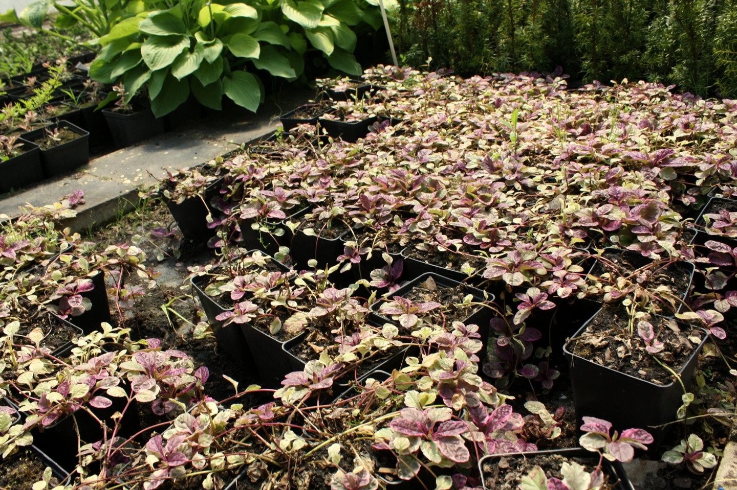 Dąbrówka rozłogowa BURGUNDY GLOW