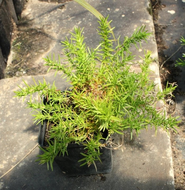 Płomyk Floks DANIEL'S CUSHION doniczka P11