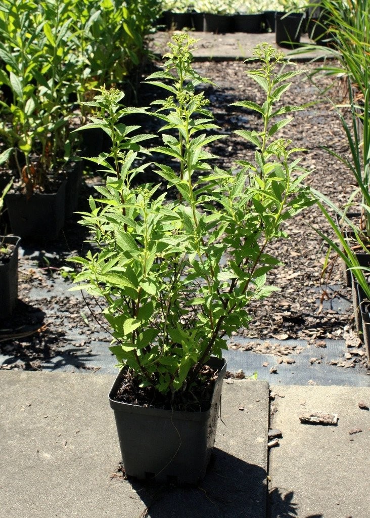 Tawuła japońska ALBIFLORA doniczka P13