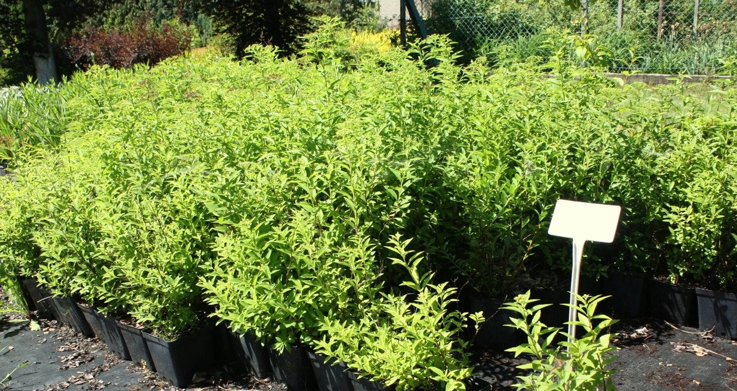 Tawuła japońska ALBIFLORA doniczka P13