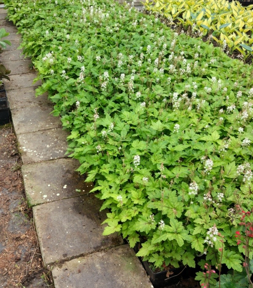 Tiarella ZIELONO FIOLETOWA w doniczce P13