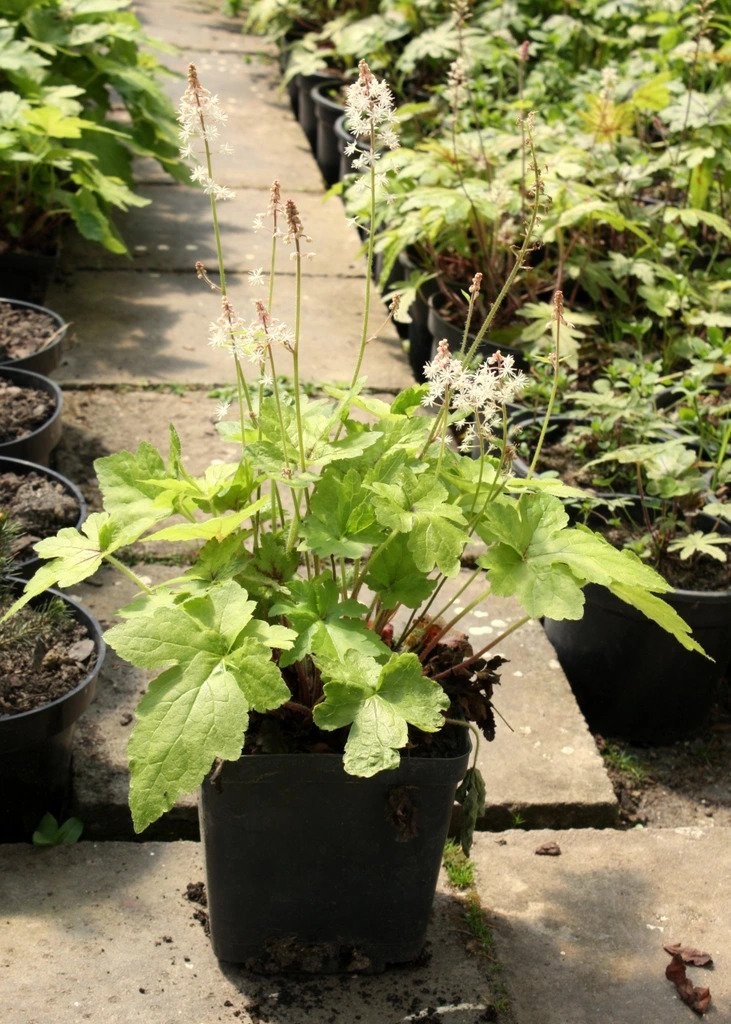 Tiarella PIRATE'S PATCH doniczka P13