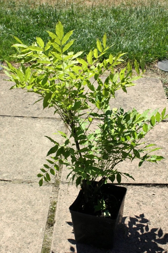 Wisteria ISSAI fiolet 100cm doniczka P15