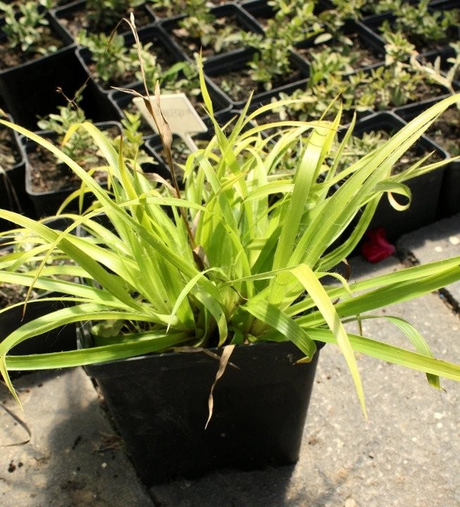 Trawa żółta KOSMATKA OLBRZYMIA aurea