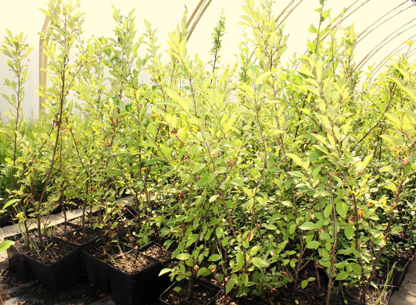 IRGA POMARSZCZONA na żywopłot